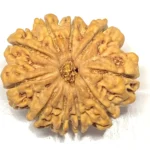 10 Mukhi Rudraksha