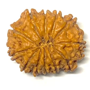 12 Mukhi Nepali Rudraksha