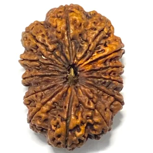 13 Mukhi Nepali Rudraksha