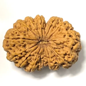 13 Mukhi Nepali Rudraksha