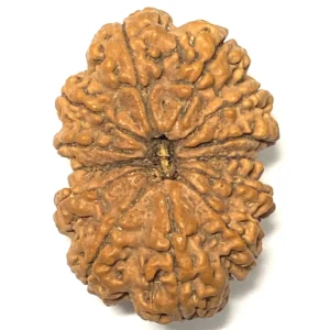 13 Mukhi Nepali Rudraksha