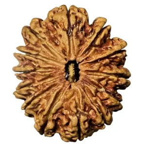 13 Mukhi Rudraksha