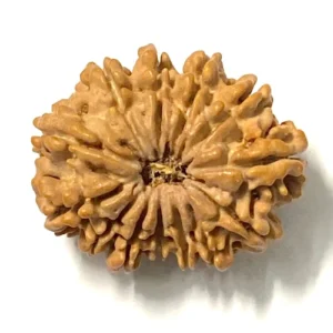 13 Mukhi Nepali Rudraksha