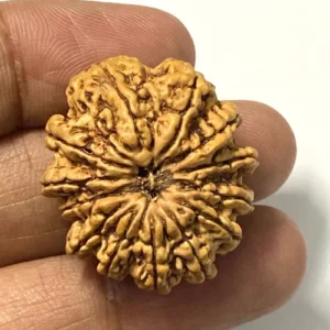 13 Mukhi Nepali Rudraksha