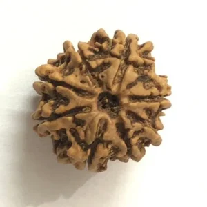 8 Mukhi Rudraksha