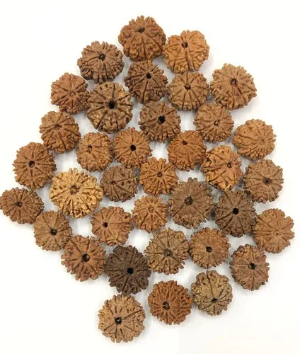 9-mukhi-rudraksha-500x500