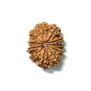11 Mukhi Antique Nepali Rudraksha