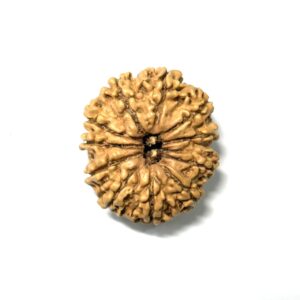 11 Mukhi Full Seeds Nepali Rudraksha