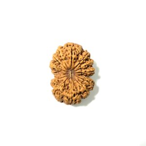 13 Mukhi Antique Nepali Rudraksha