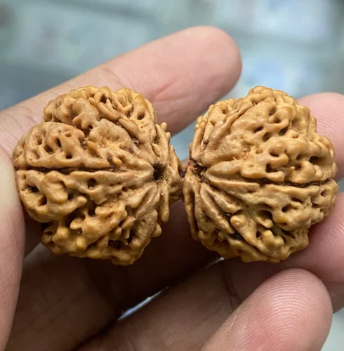 Rudraksha
