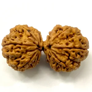 Gauri Shankar Rudraksha