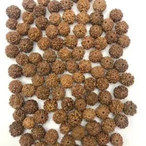 7 Mukhi Rudraksha