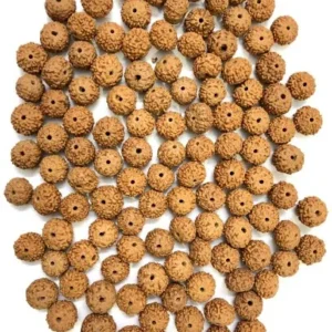 10 Mukhi Rudraksha Indonesian