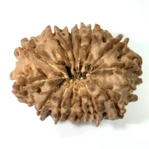 14 Mukhi Nepali Rudraksha