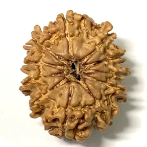 12 Mukhi Rudraksha Nepal