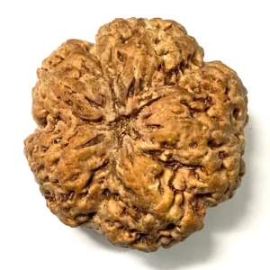 5 Mukhi Rudraksha