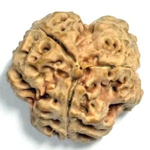 3 Mukhi Rudraksha