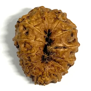 13 Mukhi Indonesian Rudraksha