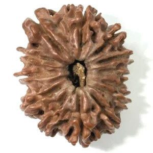 13 Mukhi Nepali Rudraksha