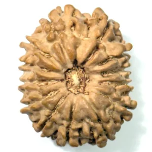 13 Mukhi Nepali Rudraksha