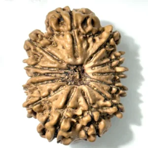 13 Mukhi Nepal Rudraksha