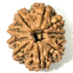 10 Mukhi Nepal Rudraksha