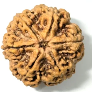 6 Mukhi Rudraksha