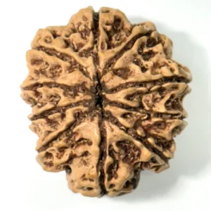 10 Mukhi Nepali Rudraksha