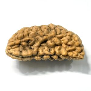 1 Mukhi Moon Shape Rudraksha
