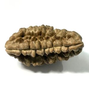 1-mukhi-moon-shape-collector-rudraksha-3