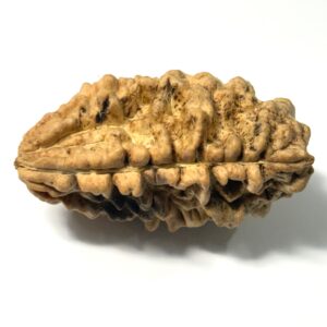 1 Mukhi Moon Shape Rudraksha