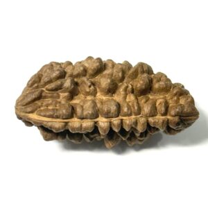 1 Mukhi Moon Shape Collector Rudraksha