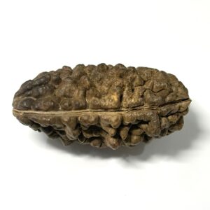 1-mukhi-moon-shape-collector-rudraksha-4