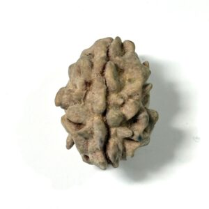 1-mukhi-himalayan-rudraksha-3