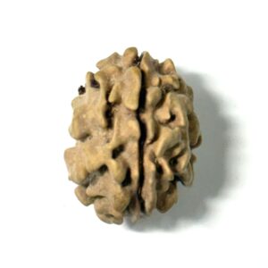 1-mukhi-himalayan-rudraksha-2