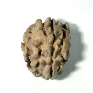1-mukhi-himalayan-rudraksha