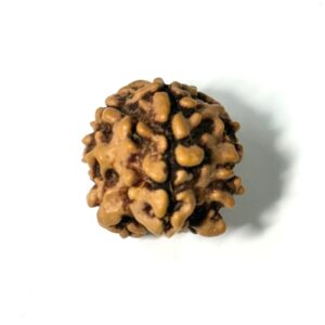1-mukhi-underdeveloped-nepal-one-seed-rudraksha