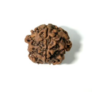1-mukhi-underdeveloped-nepal-rudraksha