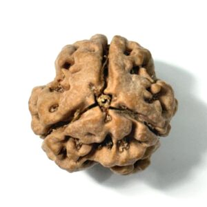 3-mukhi-nepali-full-seed-rudraksha