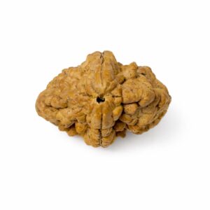 2-mukhi-indian-rudraksha