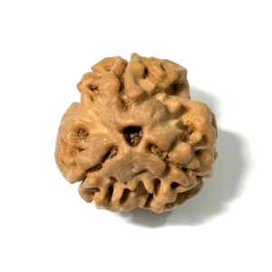 3-mukhi-nepali-rudraksha