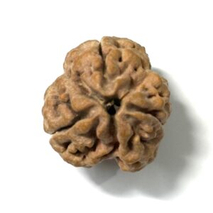 3-mukhi-nepali-rudraksha-2