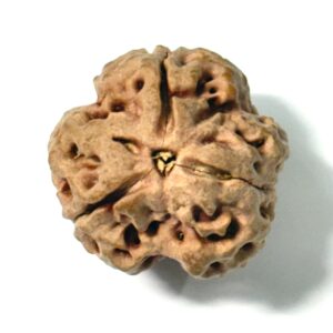 3-mukhi-nepali-full-seed-rudraksha-2