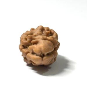 2-mukhi-nepali-rudraksha