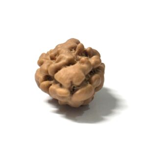 2-mukhi-nepali-rudraksha-3