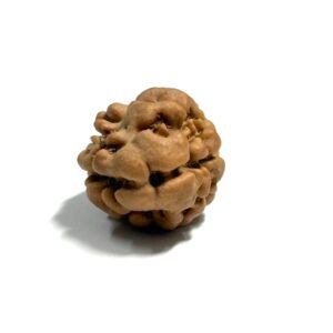2-mukhi-nepali-rudraksha-2