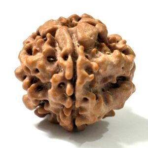 1-mukhi-underdeveloped-nepal-rudraksha-2