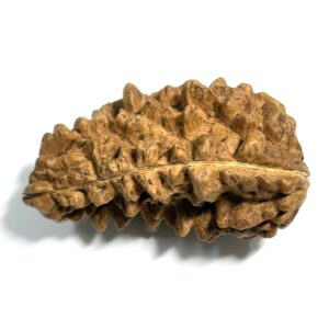 1-mukhi-moon-shape-rudraksha-3