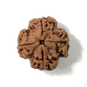 4-mukhi-nepali-rudraksha