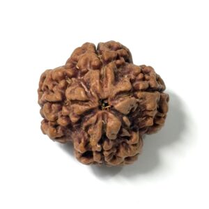 4-mukhi-nepali-rudraksha-3